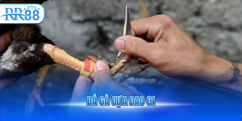 Đá gà cựa dao C1