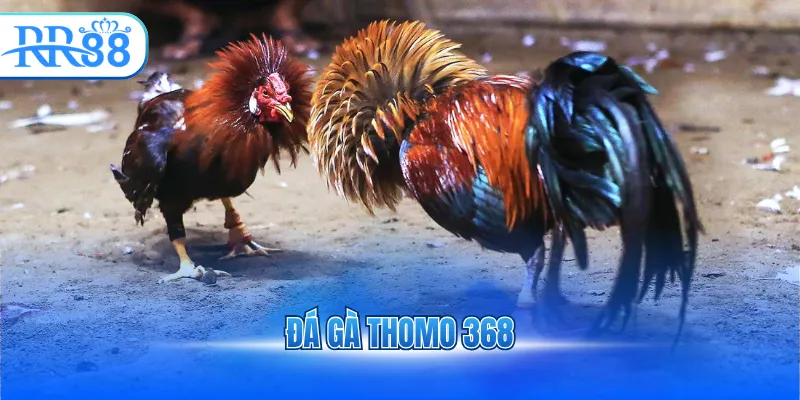 đá gà thomo 368