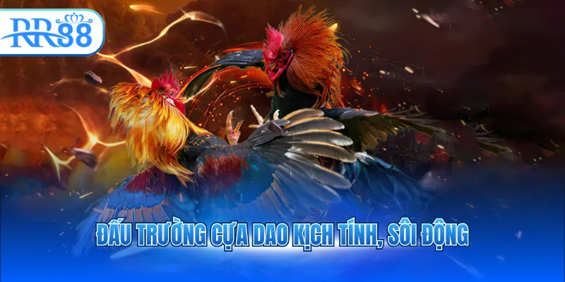 Đấu trường cựa dao kịch tính, sôi động
