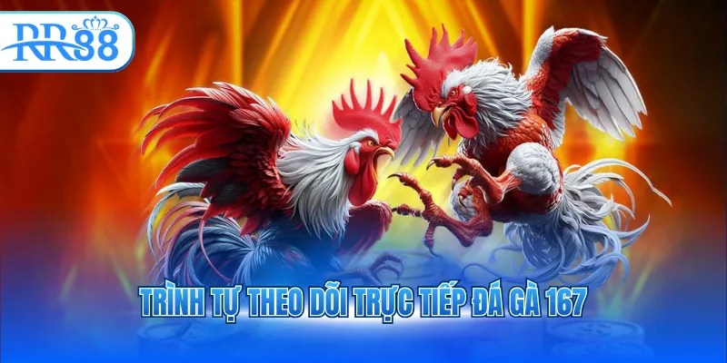 Trình tự theo dõi trực tiếp đá gà 167